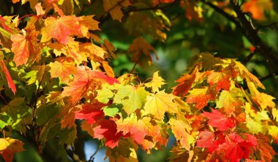 Herbstfärbung beim Ahorn