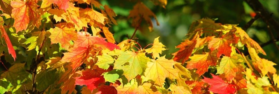 Herbstfärbung beim Ahorn