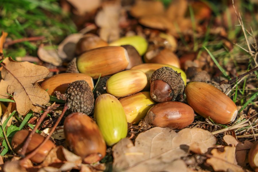 Nahaufnahme von Eicheln und Nüssen in verschiedenen Farben, die auf dem Waldboden verstreut sind.