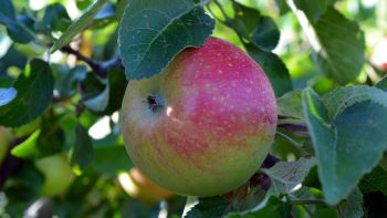 Boskop Apfel für Waffeln