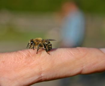 Bienenstiche mit Hausmittel bekämpfen