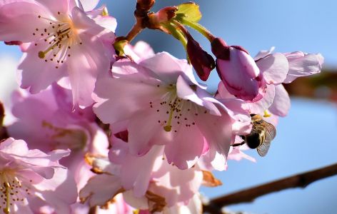 Blühender Apfelbaum mit Biene an den Blüten