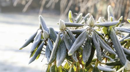 Bild: Rhododendronblätter mit einer Frostschicht bedeckt, die Winterkälte illustrieren.