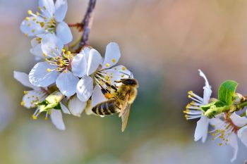 Biene an Blüten
